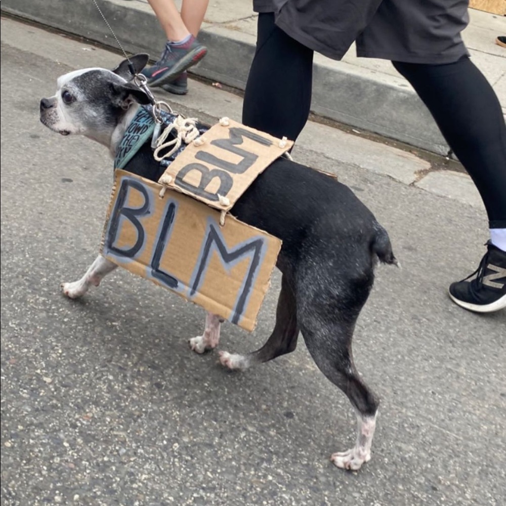 Meet your Posher, Isabella